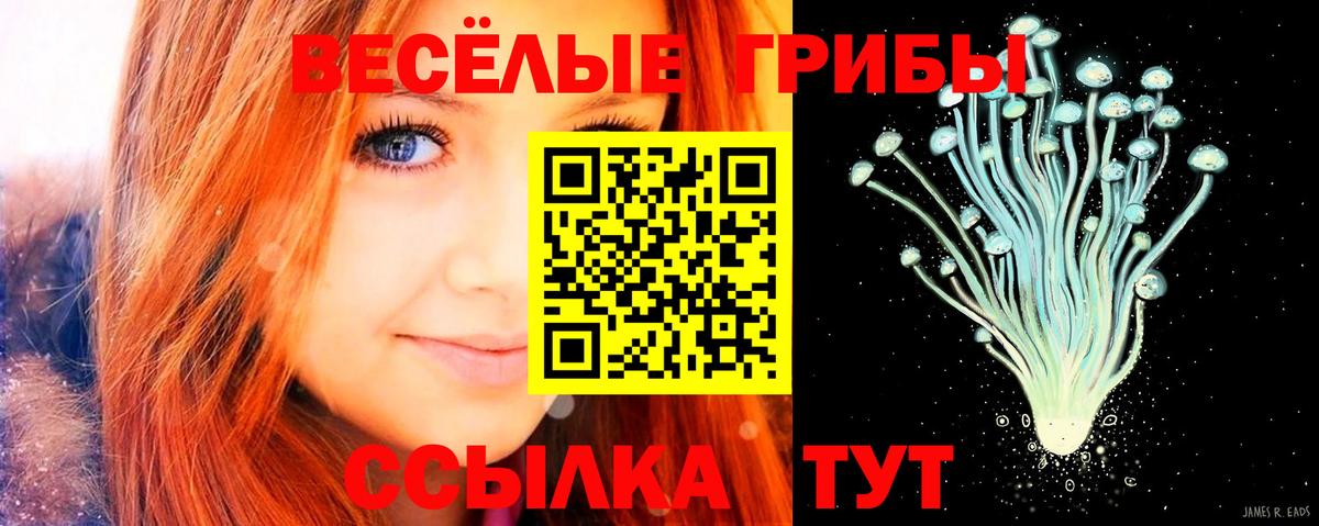 Псилоцибиновые грибы Psilocybe Саяногорск